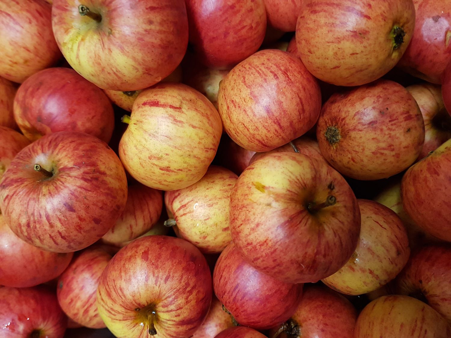 Winterapfel 'Rheinischer Bohnapfel' - Malus 'Rheinischer Bohnapfel' -  Baumschule Horstmann