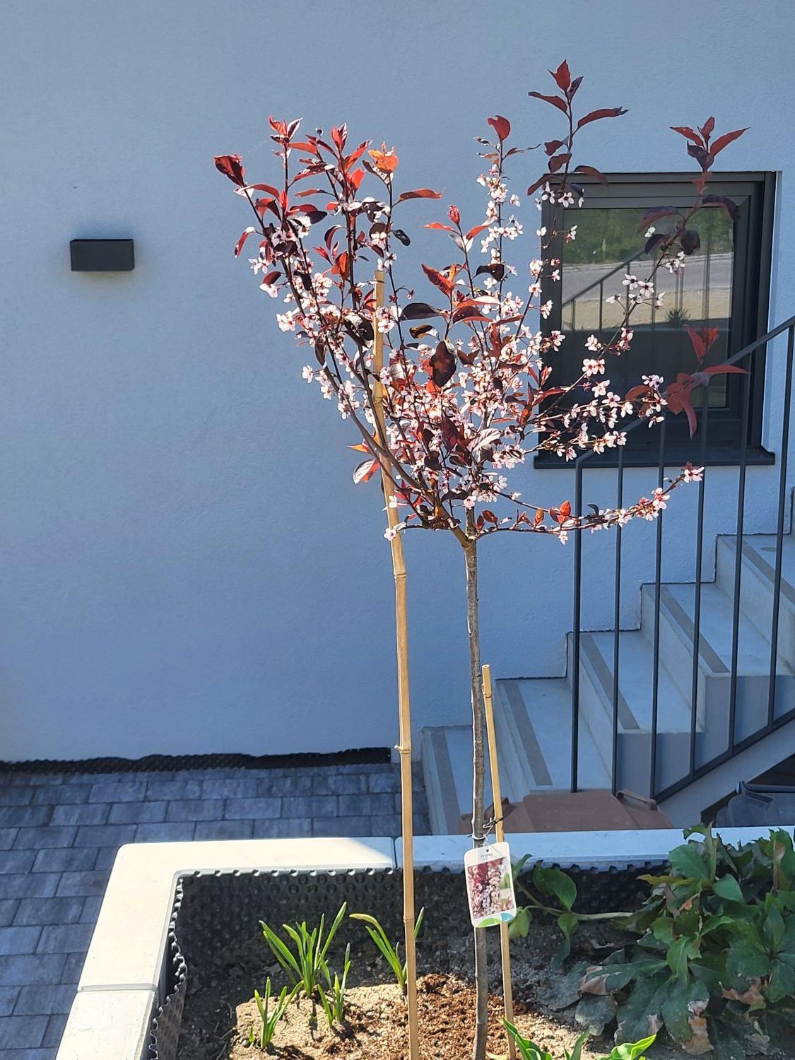bamboo plant bonsai Bamboo Bonsai (Bambusoideae sp) for Sale main image 0