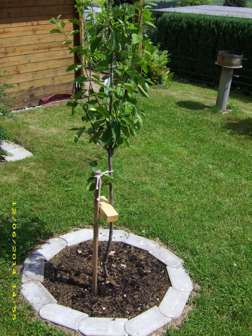 Zwetsche 'Wangenheimer Frühzwetsche' - Prunus 'Wangenheimer Frühzwetsche' -  Baumschule Horstmann