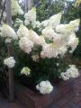 Hydrangea paniculata sundae fraise