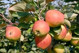 Rote oder lieber grngelbliche Schale? S oder eher suerlich schmeckend? Wofr Sie sich auch entscheiden, in unserem Sortiment aus vitaminreichen Apfelsorten findet jeder das Richtige.