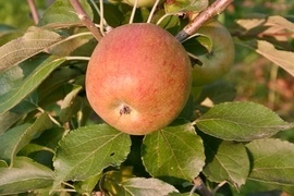 Diese Äpfel hat schon Ihr Vorfahr genascht. Auch heute werden sie wieder wichtig, da Allergiker diese Sorten wegen des höheren Polyphenolanteils besser vertragen.