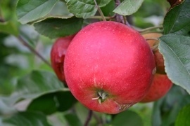 ARTUS-Obst überzeugt durch: Gesundheit, Geschmack und Anbauverhalten. Diese Sorten sind für jeden Hausgarten eine Bereicherung. Leckeres und gesundes Obst für den Obstliebhaber, der wenig oder keine Pflanzenschutzmittel einsetzen möchte.