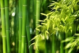 Fernstliches Flair zieht in den heimischen Garten! Bambus ist vielfltig verwendbar: Als Hecke, Sichtschutz, als Einzelpflanze oder auf der Terrasse. Dekorativ setzt er Akzente und einzelne Gartenbereiche gezielt in Szene.