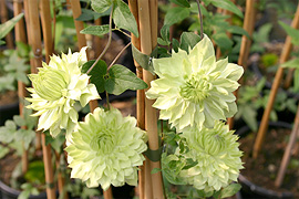 Hier finden Sie neue Sorten oder einfach Clematis, die durch eine charakteristische Eigenschaft wie eine ungewhnliche Bltenfarbe, -form oder hnliches aus der groen Clematis-Familie herausstechen.