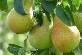 Es muss nicht immer der Apfel sein. Birnen sind eine herrlich saftige Alternative und genauso vielfltig verwendbar. Wie wre es denn z. B. mal wieder mit einer leckeren Birne Helene?