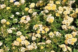 Ein kniglicher Anblick im Garten! Bodendecker-Rosen verschnern mit ihrem Wuchs ganze Flchen und sorgen fr einen majesttischen Bltentraum. Sie bleiben recht klein, berziehen offene Flchen, zeigen Blhwilligkeit, sind pflegeleicht und gut winterhart.
