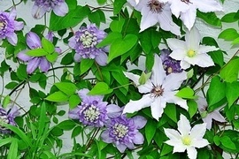 Bltenreiche, beeindruckende Clematis! Schnheiten mit uerst groen Blten, leuchtenden Farben, betrenden Dften oder extravaganter Optik. Mit Rankhilfen wie Gersten oder Zunen, lassen sie sich im Garten, sowie auf Terrasse und Balkon einsetzen.