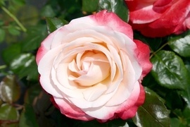 Sie sind die Kniginnen unter den Rosen. Keine andere Gruppe kann elegantere Blten vorweisen als die Edelrose. Hinzu kommt meistens ein unvergleichlicher Duft, der die Sinne betrt. Durch ihre langen Stiele ist sie sehr gut fr den Vasenschnitt geeignet.