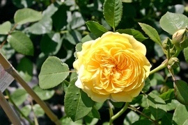 In ihnen vereinen sich sowohl die Form und der Duft der Historischen Rosen als auch der kompakt gestaltete Wuchs und die Bltenfarben der fterblhenden Modernen Rosen. Der bekannteste Zchter ist der Brite David Austin.