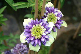 Bei den Evison-Sorten handelt es sich um neue englische Clematissorten. Sie weisen besondere und auffällige Blütenformen auf. Hinzu kommen bei diesen Clematis schönste Farbkombinationen bei den Blüten, die alle Blicke auf sich ziehen.