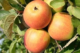 Unglaublich: 3 Apfelsorten an einem Baum! Der Familienbaum ist außergewöhnlich. Er trägt 3 verschiedene, köstliche Apfelsorten, z. B. Sommer-, Herbst- und/oder Winterapfel am Baum. Der extravagante dreifache Apfelgenuss.