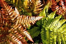 Sie gehren zu den ltesten Pflanzen der Welt! Obwohl sie weder Blten noch Frchte entwickeln sind Farne mit ihren uerst dekorativen Blattwedeln hervorragend zur Gartengestaltung geeignet.
