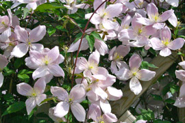 Sie zeigen ihre Herrlichkeit im Frühjahr/Frühsommer am Vorjahrestrieb und erfreuen meistens im Sommer oder Frühherbst mit wunderschönen Folgeblüten. Schneiden sollte man sie für einen üppigen Flor nach der Blüte.