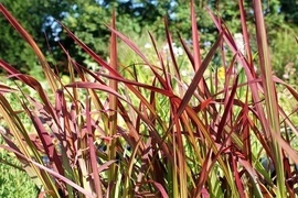 Sie machen den Garten erst komplett - Grser berraschen immer wieder neu! Ihr graziles, elegantes ueres mit variantenreichen Blttern, Blten und Fruchtstnden sorgt das ganze Jahr ber fr herrliche Impressionen.