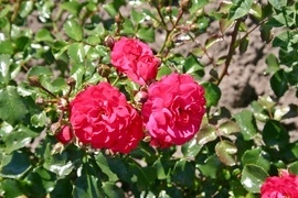 In dieser Kategorie finden Sie Beetrosen, die Wurzelecht vermehrt werden. Diese sind besonders zu Flchenbepflanzung geignet, da die Rosen keine Wildtriebe bekommen und zudem noch sehr blhwillig und gesund sind.