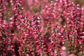Immergrne bis halbimmergrne, blhende Vielfalt! Hier zieht der Charme der Heidelandschaft in den Garten. Vielfltig nutzbar, uerst dekorativ, in Gruppe sowie in Einzelstellung ideal pflanzbar. Der Schmuck fr Garten & Kbel.