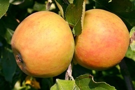 Genussreif sind die Herbstäpfel mehr zum Ende des Jahres. Sie lassen sich hervorragend lagern, so dass man  noch länger Leckereien wie Apfelkuchen oder Apfelmus genießen kann.