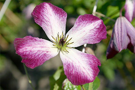 Zwar spter, aber nicht weniger reizvoll erscheinen die Blten dieser Clematis-Gruppe. Sie entwickeln sich im Sommer und den herbstlichen Monaten des Jahres am diesjhrigen Trieb in voller Pracht.