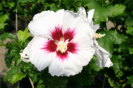 Ob strahlend wei oder bunt blhend, ob gefllt oder einfache Blte - unser Hibiskus-Sortiment lt keine Wnsche offen. Alle Sorten sind winterhart und lassen sich wirkungsvoll in Gefe pflanzen.