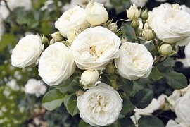 Zu dieser Gruppe zhlen die Sorten, die es schon vor der Einfhrung der ersten Edelrosen (anno 1867) gab. Sie bestechen vor allem durch ihre berwltigend duftenden und gefllten Blten mit nostalgischem Charme.