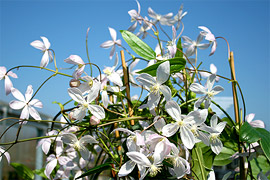 Es gibt nur wenige immergrne Clematis-Sorten, was sie zu kleinen Raritten werden lsst. Auch im Winter behalten sie ihre grnen Bltter, die im Sommer durch strahlende Blten verziert werden.