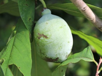 Diese Obstpflanzen bringen exotisches Flair in den Garten!