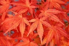 Erleben Sie das Flair der asiatischen Kultur und holen Sie sich ein Stck Fernost nach Hause - unsere Japanischen Zierahorne sind uerst dekorativ und bieten  unzhlige Blattvariationen in Form und Farbe.