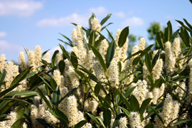Der Kirschlorbeer besticht durch seine dunkelgrnen, glnzenden Bltter und die bezaubernden weien Bltenrispen. Die sehr wuchsfreudigen Pflanzen sind ideal fr jeden Garten.