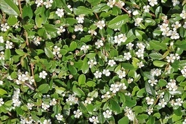 Sie gehren zu den beliebtesten Sorten fr die Flchenbegrnung! Pflegeleicht, anspruchslos und ein typischer, flchendeckender Wuchs. Als immergrner Teppich, laubabwerfende Saisonschnheit oder Bltenmeer - entscheiden Sie selbst!