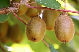 Exklusive Obst-Sorten befinden sich unter dem Kletterobst. Obstfreunde entdecken hier die kstliche Kiwi oder die Weintraube. Kletterobst schmckt mit passender Rankhilfe eindrucksvoll Ihren Garten. Hoher Zierwert, kstliche Frchte - was will man mehr?