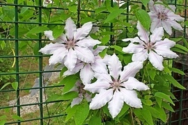 Clematis armandii