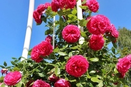 Kletterrosen knnen nicht selbst klettern sondern wachsen an stabilen Rankgersten, Rosenbgen oder an Pergolen entlang und empor. Die mrchenhaften Blten hneln den Beet- und Edelrosen. Die Blten stehen einzeln oder in Bscheln zusammen.