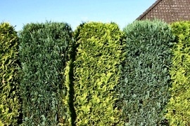 Wer sich nicht mit einer Laub-Hecke anfreunden kann, findet hier eine gelungene Alternative. Koniferen-Hecken sind immergrn und bieten Ihnen einen herrlich dichten Sicht- und Schallschutz.