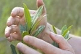 Vieles regelt die Natur von selbst. Dann und wann brauchen Pflanzen ein wenig Hilfe. Effektive Mittel gegen Schdlinge, Strkungsmittel, die gezielt untersttzen und weiteres Zubehr fr die beste Versorgung und Pflege Ihrer wertvollen Pflanzen hier!