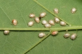 Ob Schnecken, Whlmuse, Luse, Maulwrfe - ungeliebte Gartenbesucher gibt es leider mehr als genug. Wirken Sie diesen erfolgreich mit unserer Auswahl an bewhrten Hilfsmitteln entgegen.