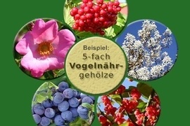 Hier finden Sie von uns geschmackvoll zusammengestellte zauberhafte Pflanzensortimente, die Sie ganz nach Wunsch als Hecke bzw. Gruppenpflanzung oder auch einzeln setzen knnen.