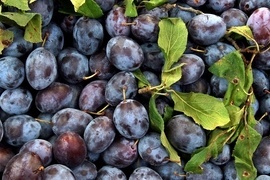 Hier finden Sie leckere und aromatische Pflaumen und Zwetschgen, die zwischen Juli und Oktober erntereif sind.  Neben den Vitaminen A und C haben diese Frchte smtliche Vitamin B-Sorten.