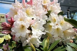 Rhododendron-Hybriden zeichnen sich vor allem durch die erstaunliche Farbenvielfalt und die stattliche Gre ihrer Blten aus. Je nach Sorte erreichen diese Zchtungen die Wuchshhe von 250 cm und mehr.