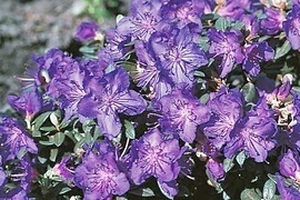 Diese Besonderheiten sind nicht nur was fr Rhododendron-Liebhaber. Ihr Wuchs gestaltet sich meistens niedrig, die Blten zeichen sich in Form und Farbe sehr beeindruckend und vielfltig.
