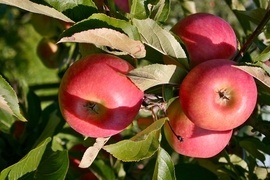 Keinen Platz fr Obstbume? Sulenobst ist die ideale Mglichkeit, auch auf der Terrasse, dem Balkon oder in Kleingrten nicht auf den Genuss der eigenen Frchte verzichten zu mssen.