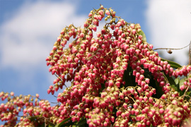 Sie werden auch Japanische Lavendelheide genannt und sind absolut frosthart. Eigentlich ist sie eine typische Waldpflanze, die aber auch im Garten ihre Reize gut ausspielen kann.