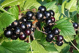 Keine anderen Beeren sind so reich an Vitamin C wie sie.   Schwarze Johannisbeeren schmecken vorzüglich und lassen sich prima zu Gelees und Konfitüren verarbeiten.