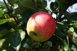 Die Sommeräpfel genießt man trotz ihres Namens erst in den Herbstmonaten, sie sind am besten zum baldigen Verzehr geeignet, da ihre Lagerfähigkeit begrenzt ist.