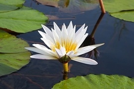 Die meisten dieser Stauden sind Repositionspflanzen & werden fr die Wiederherstellung von naturnahen Lebensrumen verwendet, reinigen das Wasser & verschnern ihr Umfeld im Wasser, am Ufer, auf feuchten Wiesen oder sumpfhnlichen Bereichen.