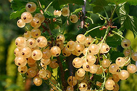 Weiße Johannisbeeren sind die kleinen Exoten unter den Beeren. Zu ihrem einzigartigen Geschmack kommt durch ihre teilweise durchscheinende Schale eine sehr dekorative Wirkung.