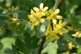 Nicht nur in der freien Natur sind Wildgehlze eine wertvolle Bereicherung. Neben ihren zierenden Eigenschaften erweisen sie sich auch als optimaler Lebensraum fr Vgel, Bienen u.v.m.