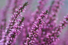 Wer kennt sie nicht - die Erika? Abgeleitet von dem botanischem Namen, ist die Winterheide in aller Munde. Farbenreiche Akzente fr Garten, Kbel oder Deko mit einer Bltendauer von Herbst bis zum Frhling des Folgejahres.