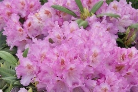 Wunderschne Rhododendren mit niedrig kompakten Wuchs, die durch ihre Reichbltigkeit, die Farbenvielfalt und einer ansprechenden Belaubung ganzjhrig einen bezaubernden Eindruck hinterlassen.