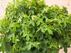 Amberbaum 'Gumball' Liquidambar styraciflua 'Gumball' Baumschule